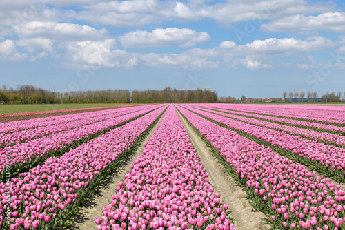 A tulip field with rows of pink tulips in full bloom in spring at Goeree-Overflakkee in The Netherlands.