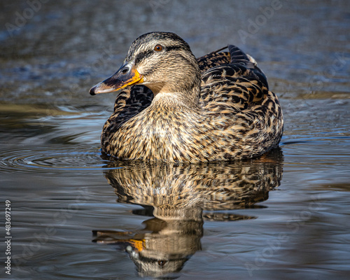 Weibliche Stockente spiegelt sich auf dme Wasser photo