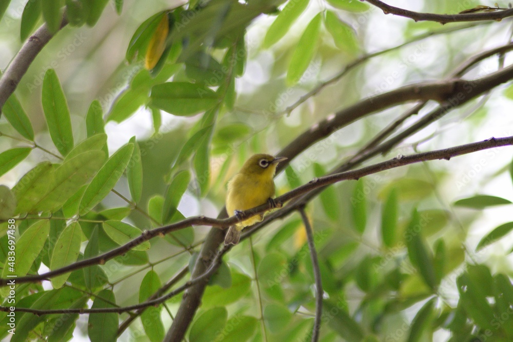 Obraz premium bird