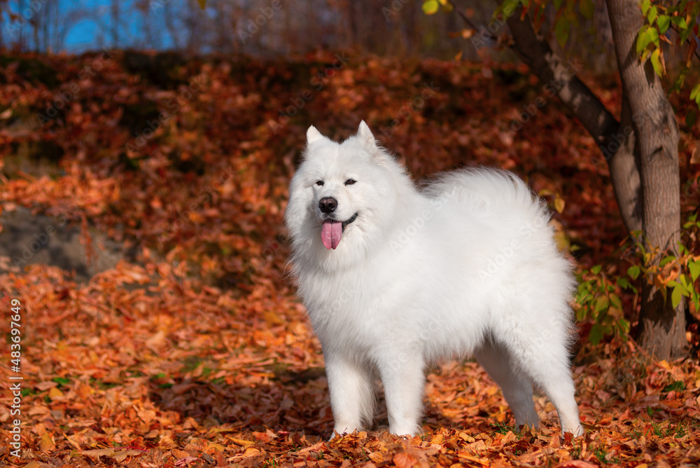 a beautiful white Samoyed dog in the autumn forest a beautiful white Samoyed dog in the autumn forest