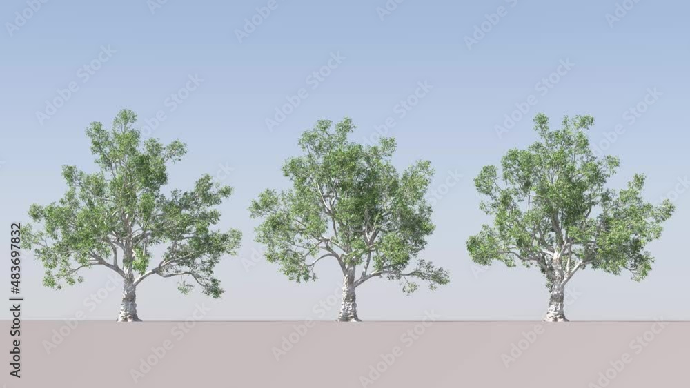 Realistic animation of a green tree with moving leaves. The wind's blowing. Blue sky background. Isolated tree on the wind on Transparent cut out animation with Alpha channel,Realistic 3D rendering in Realistic animation of a green tree with moving leaves. The wind's blowing. Blue sky background. Isolated tree on the wind on Transparent cut out animation with Alpha channel,Realistic 3D rendering in