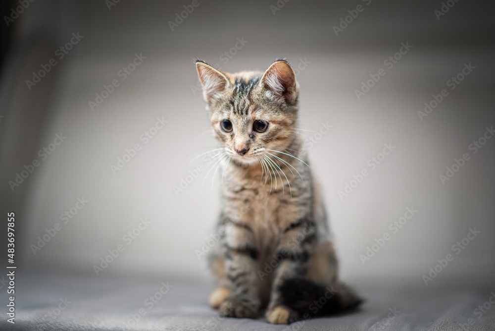 Studio portrait of a young beautiful purebred gray kitten.