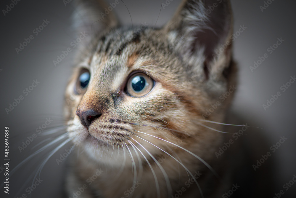 Studio portrait of a young beautiful purebred gray kitten.