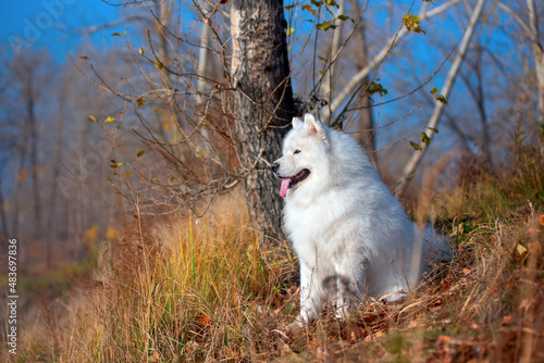 a beautiful white Samoyed dog in the autumn forest