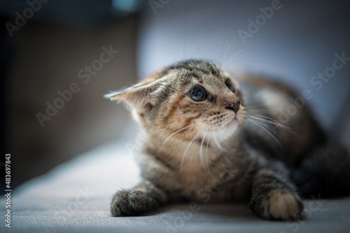 Studio portrait of a young beautiful purebred gray kitten.