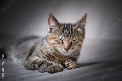Studio portrait of a young beautiful purebred gray kitten. © shymar27