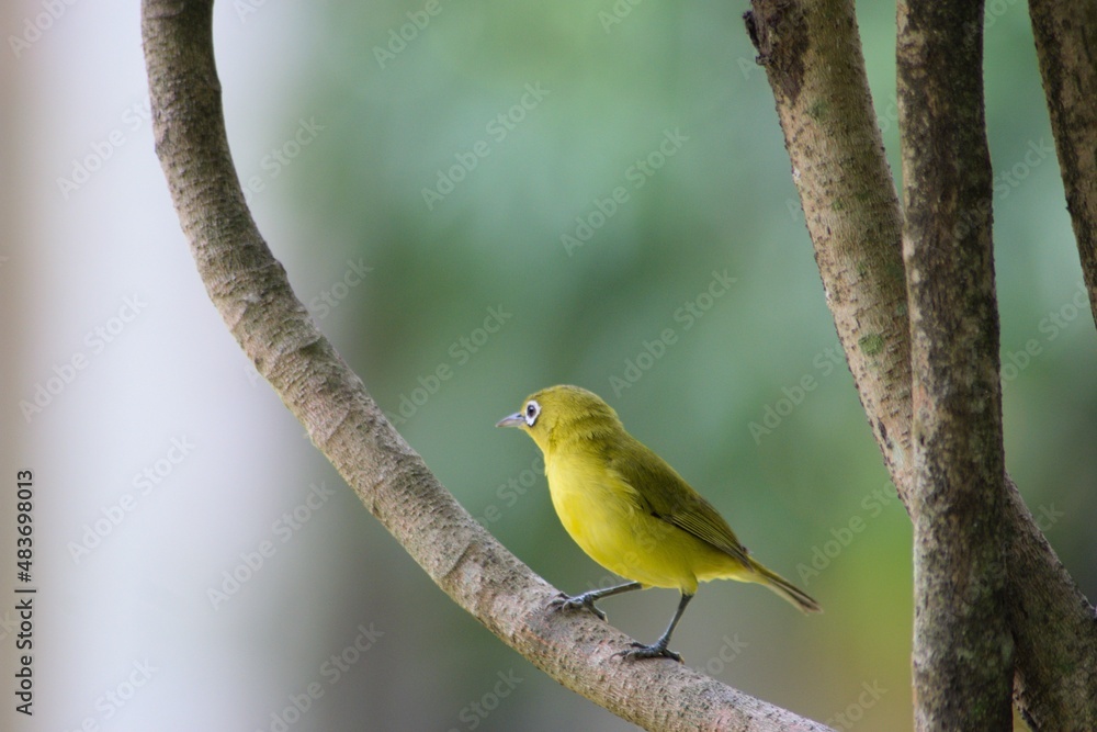 Obraz premium bird