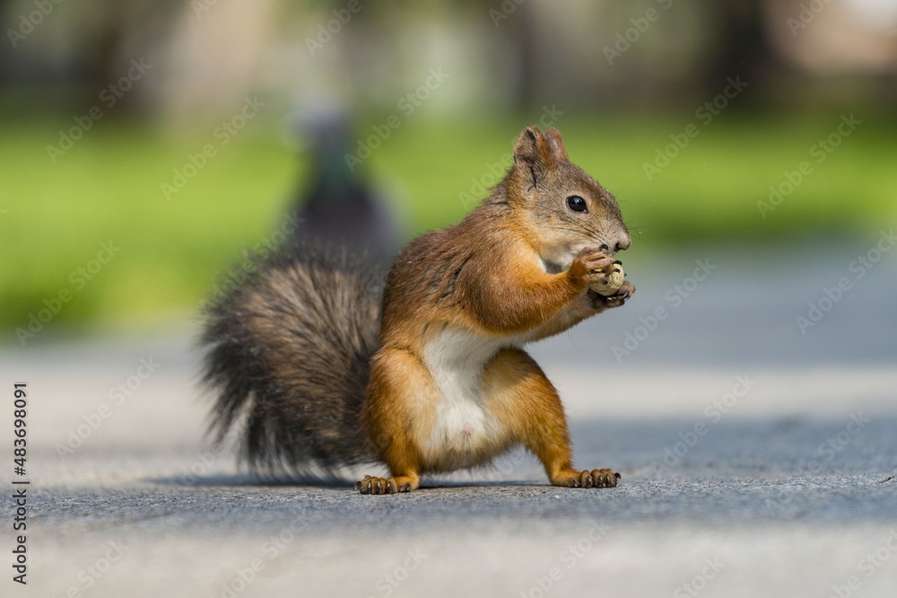 squirrel eating nut squirrel eating nut