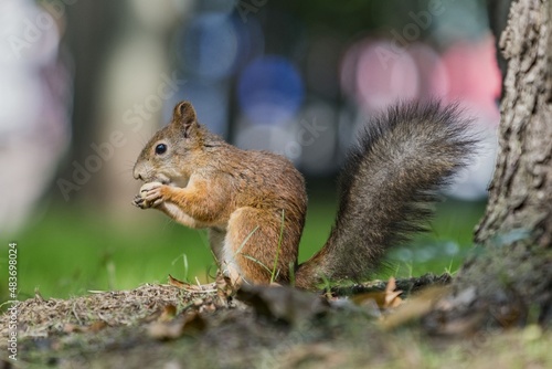 squirrel in the park © Мария Быкова