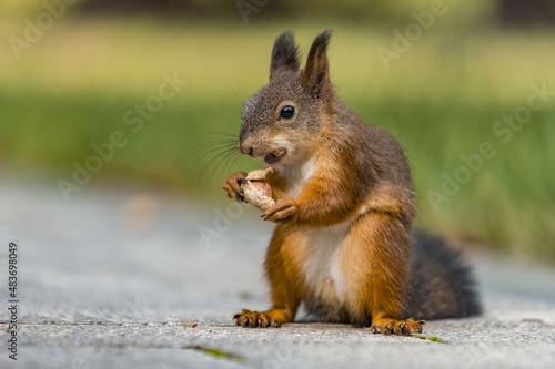 squirrel eating nut © Мария Быкова