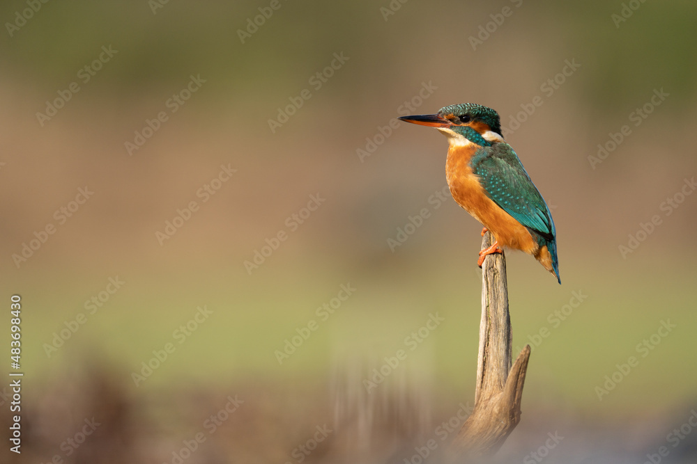 Female adult Kingfisher on a perch with a blurred pale background. Vivid bright hunter. (alcedo atthis) seen around riverbanks of Europe. Endangered and protected species. Female adult Kingfisher on a perch with a blurred pale background. Vivid bright hunter. (alcedo atthis) seen around riverbanks of Europe. Endangered and protected species.