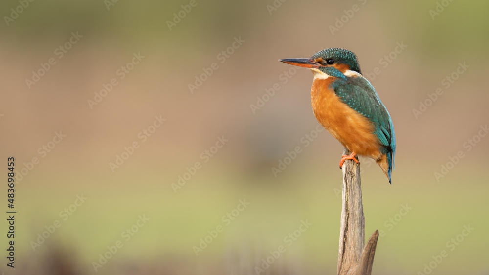Female adult Kingfisher on a perch with a blurred pale background. Vivid bright hunter. (alcedo atthis) seen around riverbanks of Europe. Endangered and protected species. Female adult Kingfisher on a perch with a blurred pale background. Vivid bright hunter. (alcedo atthis) seen around riverbanks of Europe. Endangered and protected species.