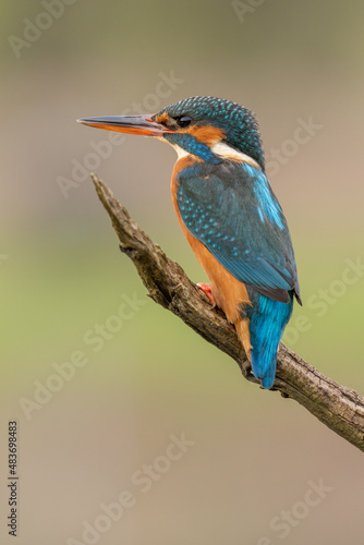 Female adult Kingfisher on a perch with a blurred pale background. Vivid bright hunter. (alcedo atthis) seen around riverbanks of Europe. Endangered and protected species. 