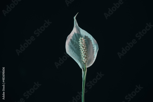 Close up white Spathiphyllum pearl flower isolated on a black background pattern for design... photo