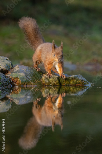 Red Squirrel (sciurus vulgaris) with bushy tail near Hawes in the Yorkshire Dales, England. Wild cute fluffy animal but an endangered species. 