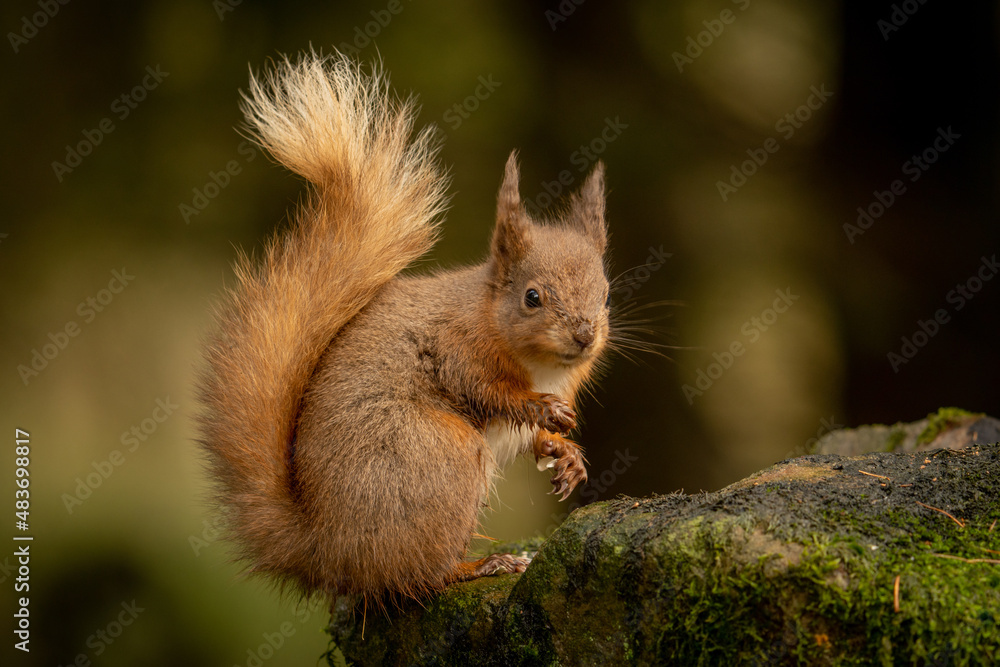 Red Squirrel (sciurus vulgaris) with bushy tail near Hawes in the Yorkshire Dales, England. Wild cute fluffy animal but an endangered species. Red Squirrel (sciurus vulgaris) with bushy tail near Hawes in the Yorkshire Dales, England. Wild cute fluffy animal but an endangered species.