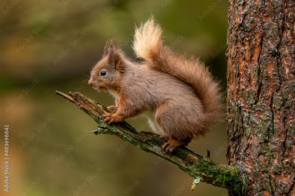 Red Squirrel (sciurus vulgaris) with bushy tail near Hawes in the Yorkshire Dales, England. Wild cute fluffy animal but an endangered species. Red Squirrel (sciurus vulgaris) with bushy tail near Hawes in the Yorkshire Dales, England. Wild cute fluffy animal but an endangered species.