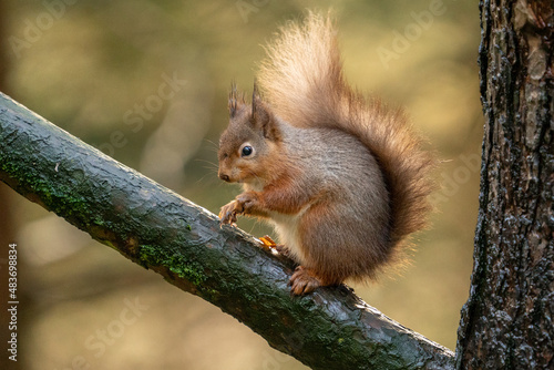 Red Squirrel (sciurus vulgaris) with bushy tail near Hawes in the Yorkshire Dales, England. Wild cute fluffy animal but an endangered species.  © Chris