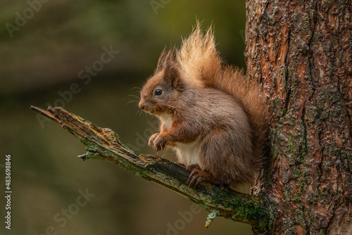 Red Squirrel  sciurus vulgaris  with bushy tail near Hawes in the Yorkshire Dales  England. Wild cute fluffy animal but an endangered species. 