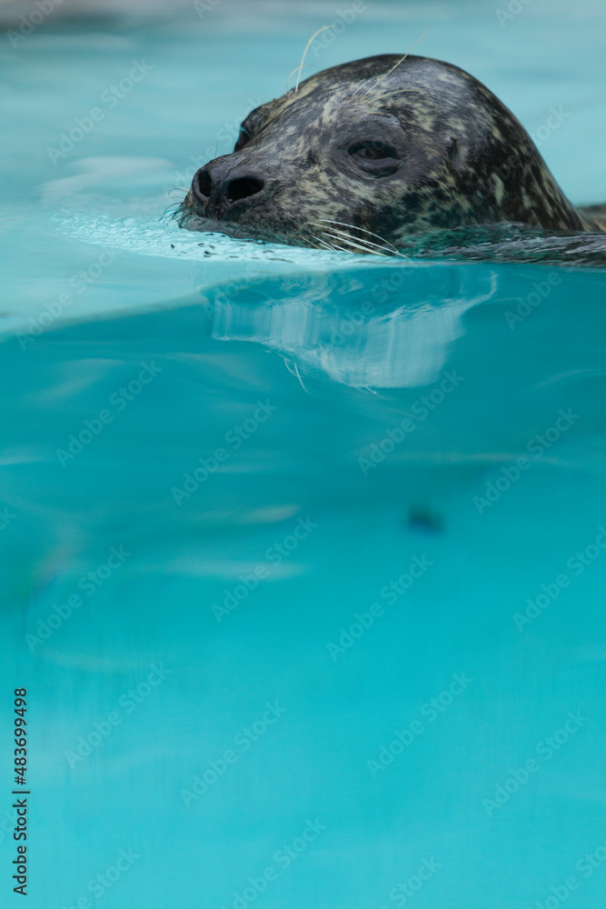 Obraz premium アザラシ