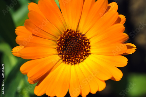 Top view bright orange chamomile outdoors, macro photo. Close-up of wild flower daisy in garden on sunny day outside. Spring time concept