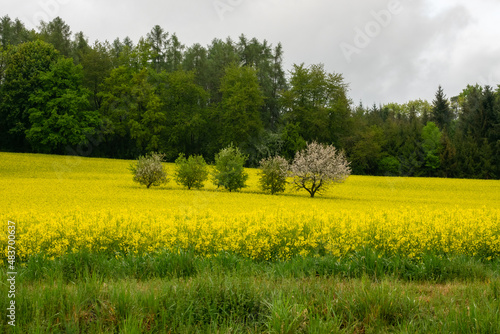 Rape field or Rapeseed Brassica napus in summer under the sunlight