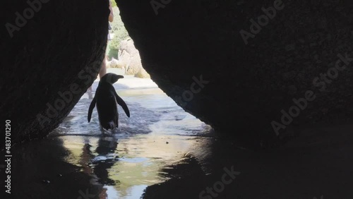 The penguin walks among the rocks in Boulders Beach in South Africa