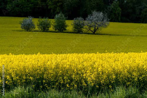 Rape field or Rapeseed Brassica napus in summer under the sunlight