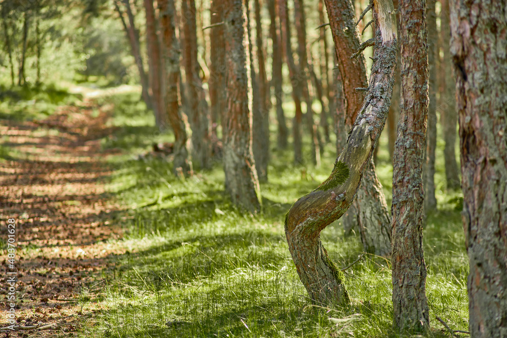 Obraz premium Dancing forest on the Curonian Spit of the Kaliningrad region.