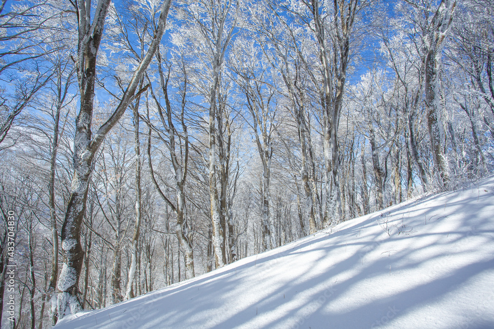 Obraz premium Trees covered with snow in Sabaduri forest, winter landscape