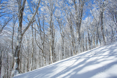 Trees covered with snow in Sabaduri forest, winter landscape photo