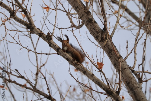 木に登る冬のエゾリス © NOBUTA
