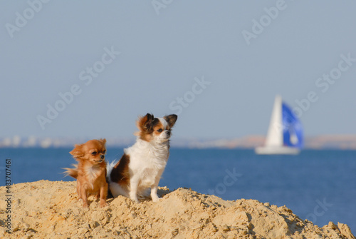 Wall Mural two funny active healthy small dogs chihuahua with wind in their fur standing on