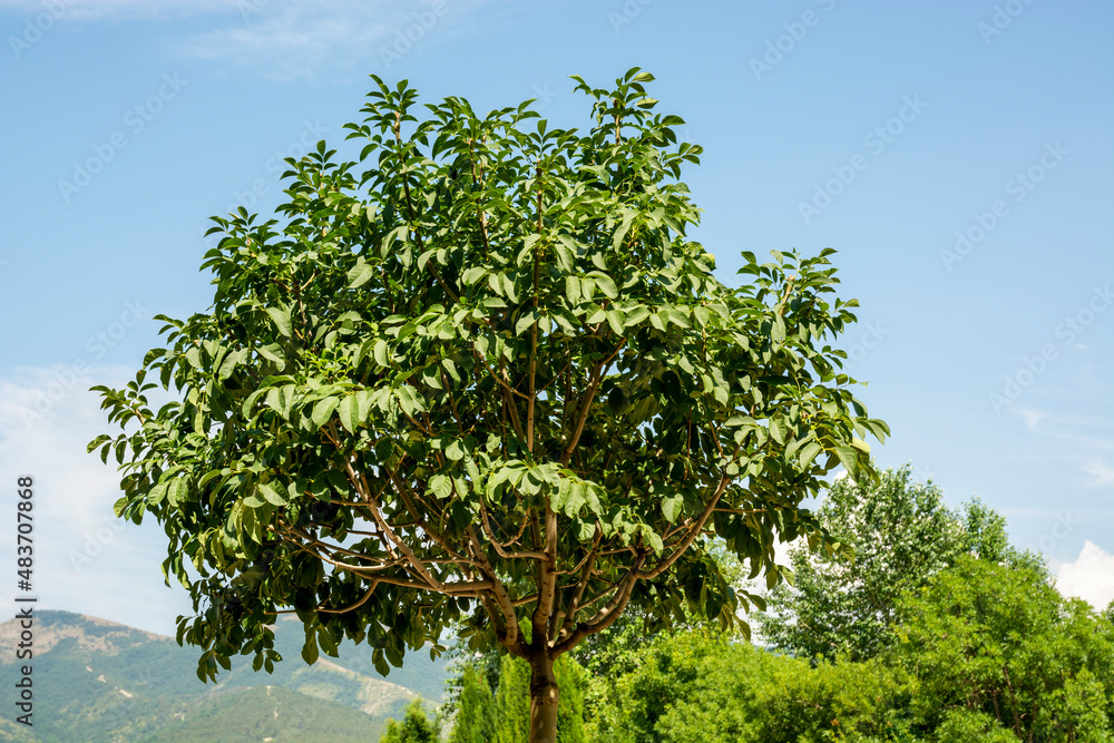 Fototapeta premium the crown of a green tree against a blue sky