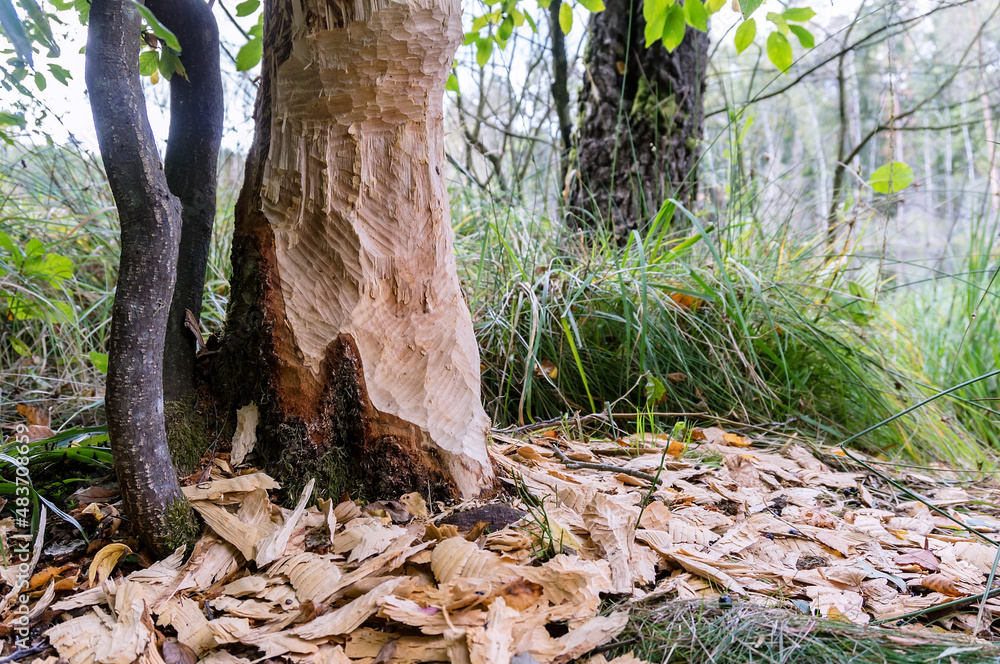Beavers nibbled the trunk of a tree. Beaver teeth marks on trees. Beavers nibbled the trunk of a tree. Beaver teeth marks on trees.