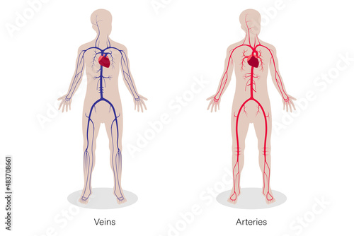 Medical education chart of human circulatory system. Veins and Arteries.