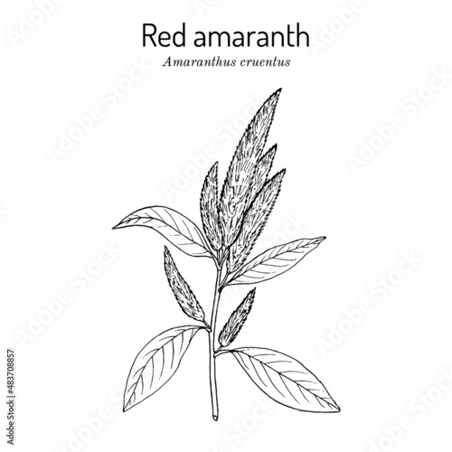 Blood, or red, or purple amaranth Amaranthus cruentus , medicinal plant © foxyliam