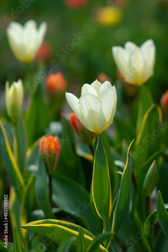 Flowering tulips at Keukenhof botanical garden in Lisse  Netherlands. 