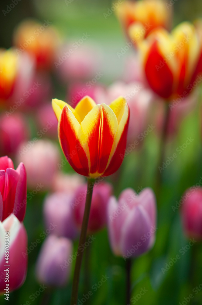 Flowering tulips at Keukenhof botanical garden in Lisse, Netherlands. Flowering tulips at Keukenhof botanical garden in Lisse, Netherlands.