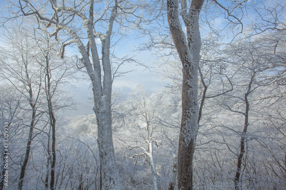 Trees covered with snow in Sabaduri forest, winter landscape