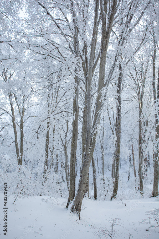 Trees covered with snow in Sabaduri forest, winter landscape Trees covered with snow in Sabaduri forest, winter landscape