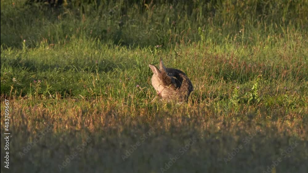 a wild rabbit grooms its fur at kosciuszko national park in nsw, australia a wild rabbit grooms its fur at kosciuszko national park in nsw, australia