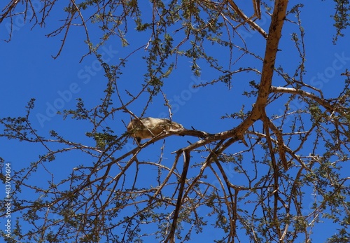 Yellow-spotted rock hyrax or Heterohyrax  brucei foraging on  Acacia tree 
