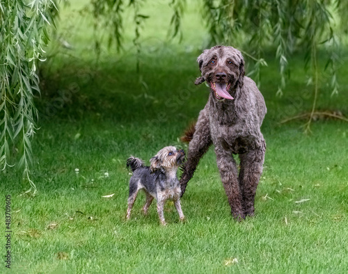 small dog looking up at the bigger dog