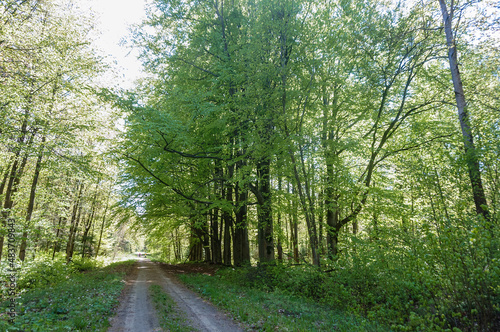 The forest in summer. A forest trail in the thicket. A walk in a summer forest.