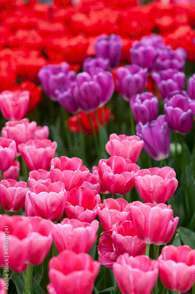 Flowering tulips at Keukenhof botanical garden in Lisse, Netherlands. Flowering tulips at Keukenhof botanical garden in Lisse, Netherlands.