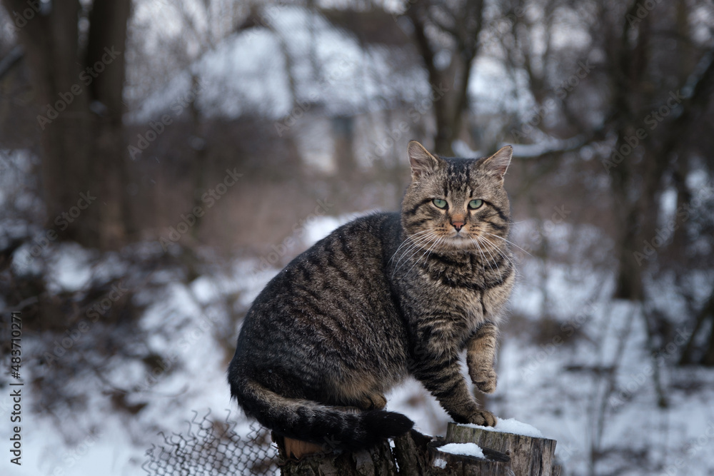 Domestic large striped cat sits on a stump