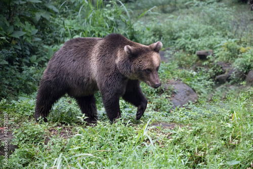 Brown bear walking in the forest.