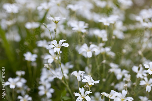 Tiny White Flowers Close Up