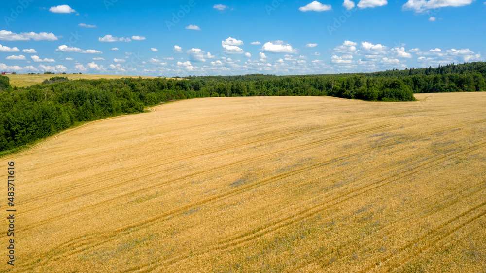 Scenic view of agricultural field with cereals on a summer farm. Aerial photography, top view drone shot. Agricultural area of Moscow region. Agrarian land in summertime. Beauty of earth